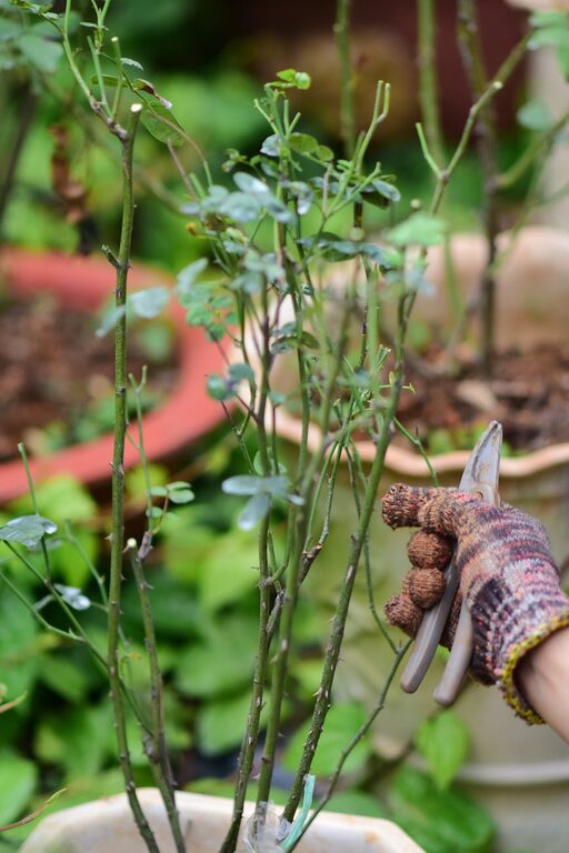 Tips for Creating a Sustainable and Enjoyable Home Garden All Year Round